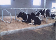 Süt Çiftliği Çift Sıralı Tip 1.20m Sığır Aralıklı İnek Serbest Fidanı